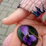 phoca_thumb_m_kytiky a ba 34 Fotogalerie
